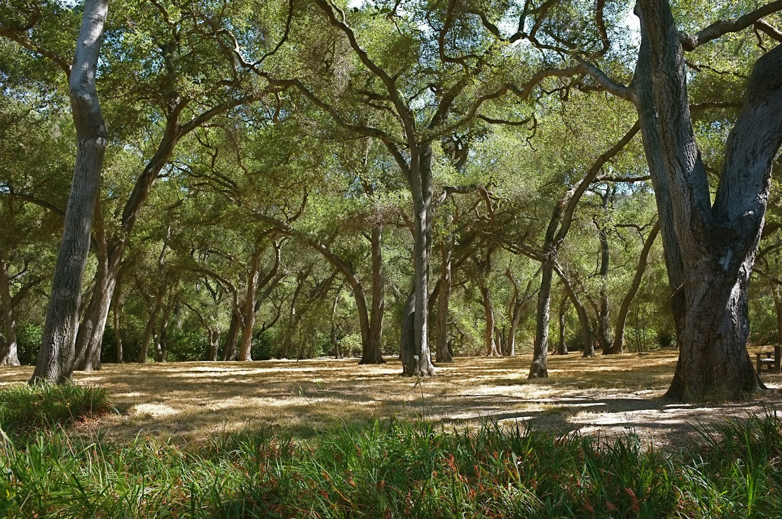 Passage Paradis: Descanso Gardens - In L.A. We are Spoilt ...
