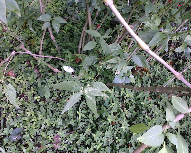 PQ. IBIRAPUERA, CAMPO EXPERIMENTAL, "JARDIM DAS BORBOLETAS"