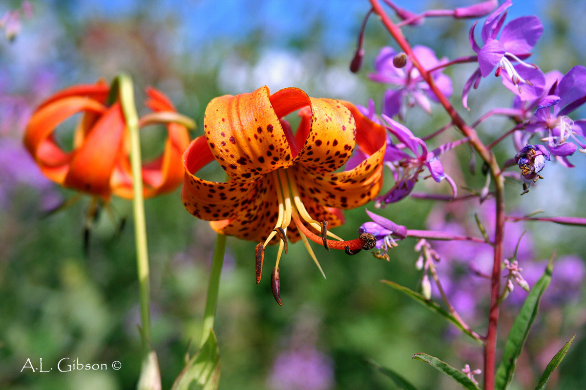 The Buckeye Botanist Ohio's Native Lilies