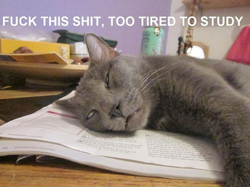 tired funny pictures