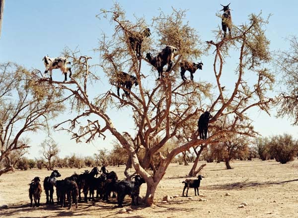Goats are talented climbers… - Imagine Driving Down The Road And Seeing THIS In The Trees. Seriously, This Is Crazy. Goats are talented climbers… - Imagine Driving Down The Road And Seeing THIS In The Trees. Seriously, This Is Crazy.