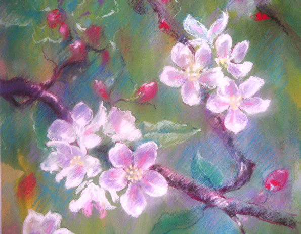 Apple Blossoms Pictures