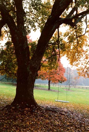 Swings On Trees
