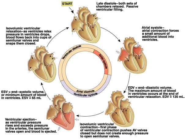 Atrial Diastole
