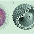 Virus Cytomegalovirus (CMV) thumbnail