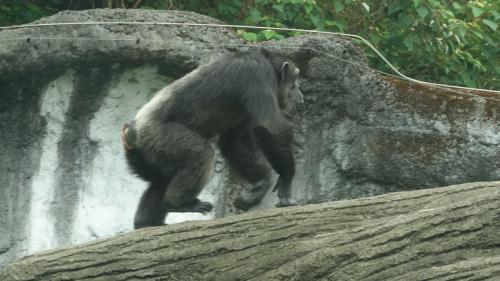 台北市立動物園黑猩猩莎莉。 台北市立動物園黑猩猩莎莉。
