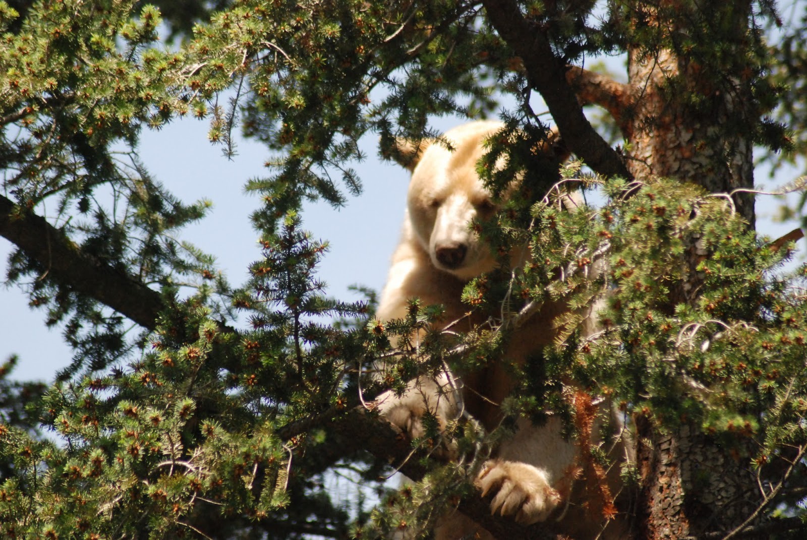 History and Stuff Clover the Kermode (Spirit) Bear at the Kamloops