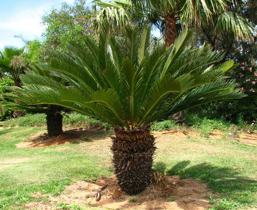 Sago Palm Care