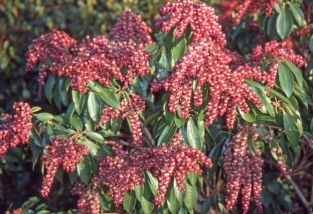 Andy Mcindoe S Designer S Diary Pieris Perfect For Pots In Shade
