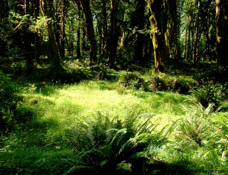 Panoramio Photo of Quinault Rain Forest Panoramio Photo of Quinault Rain Forest