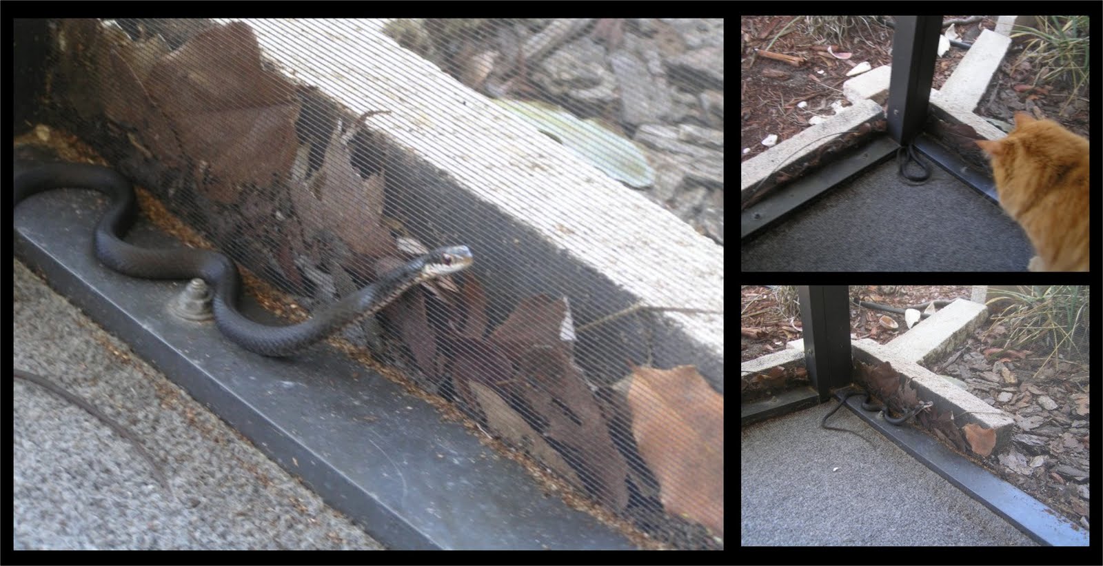 Raphaella's Journey Continued April Fools Surprise a Snake at my