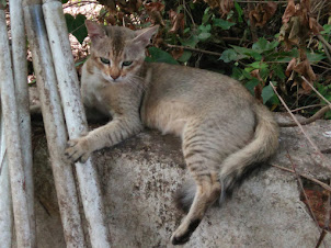 Semi wild domestic cat at Agnello. Lobo Farmhouse in Anjuna.