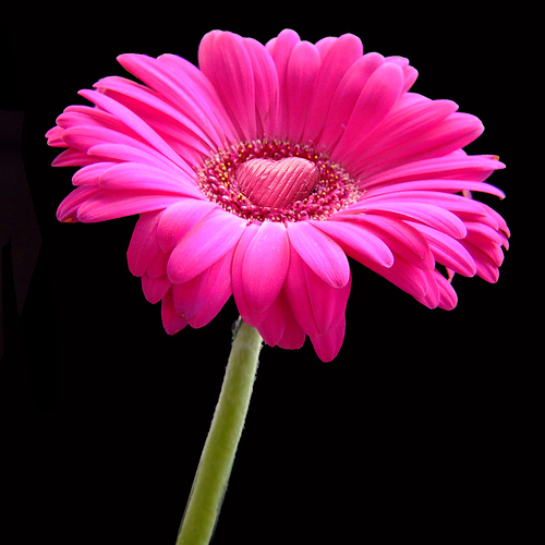 Flower Gerbera