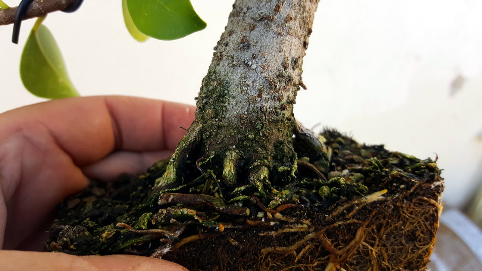 Bonsaimisadventures August repotting of a pre bonsai, the roots are