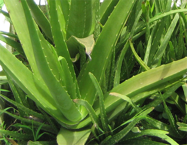 Picture of Aloe Vera Plant