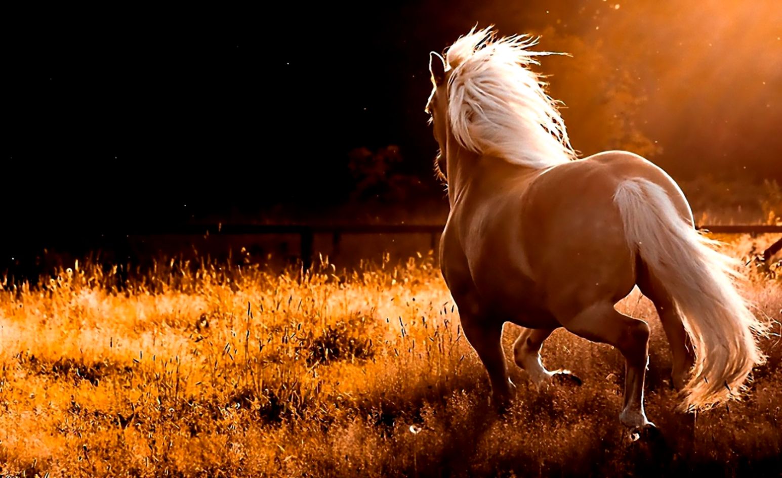 Download Name Nature Running Wild Horses Widescreen Wallpaper Download Name Nature Running Wild Horses Widescreen Wallpaper
