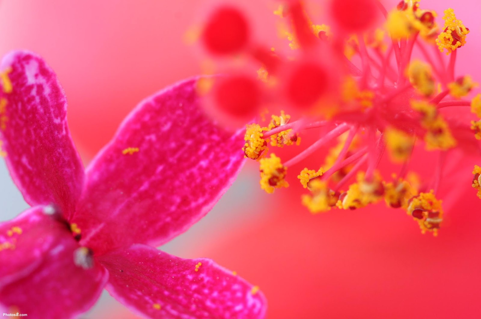 Wallpapers - HD Desktop Wallpapers Free Online: flower wallpaper