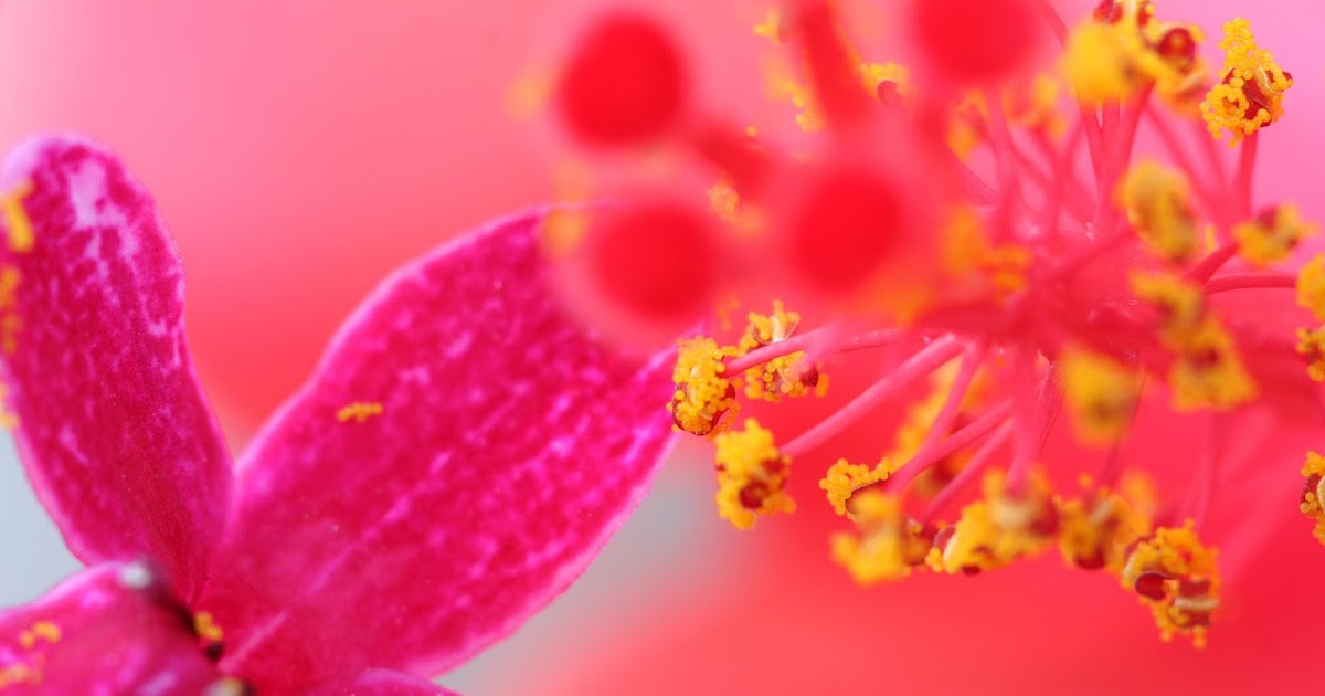 Wallpapers - HD Desktop Wallpapers Free Online: flower wallpaper