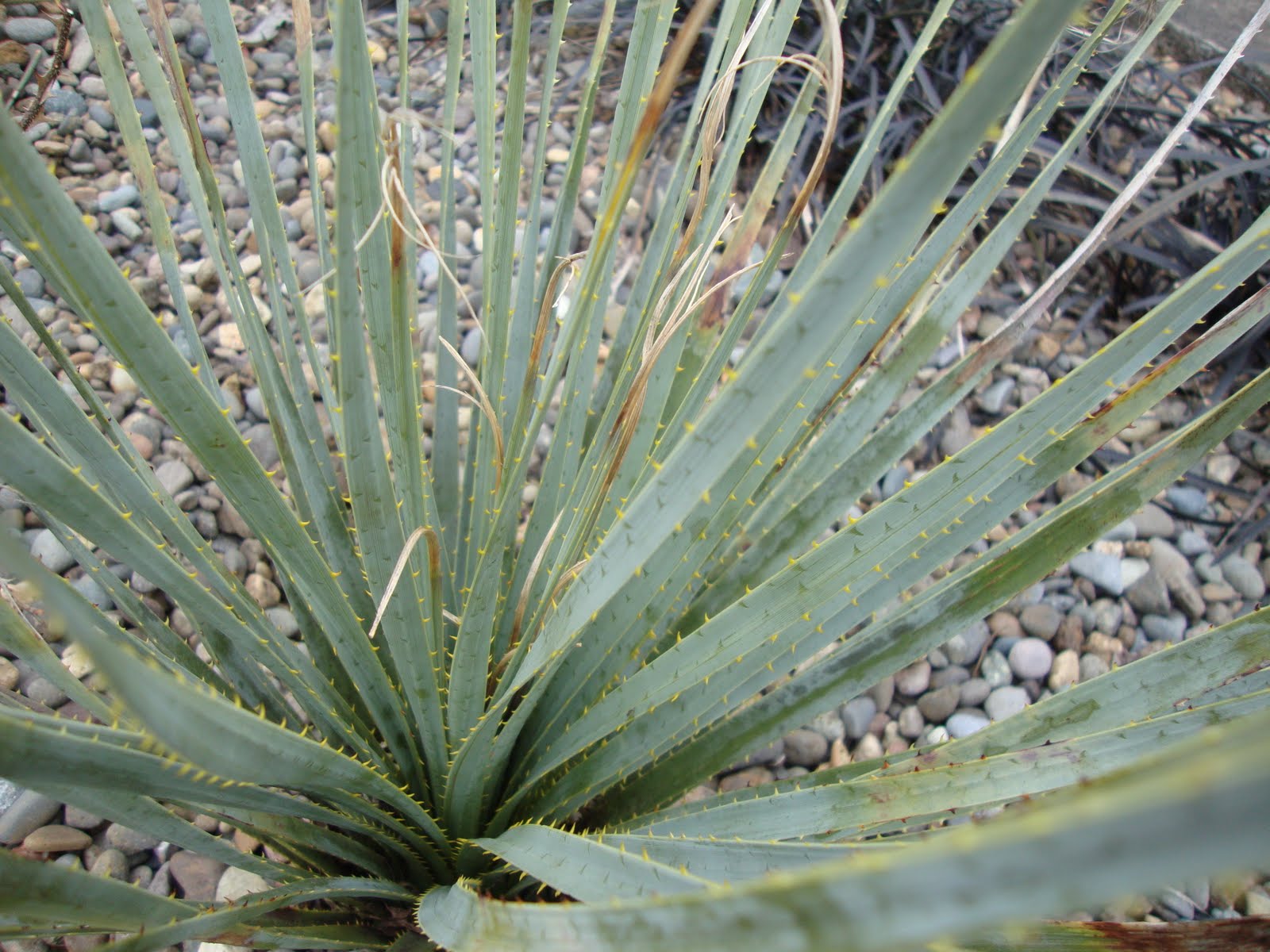 danger garden Hesperaloe parviflora and Dasylirion
