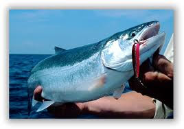 steelhead