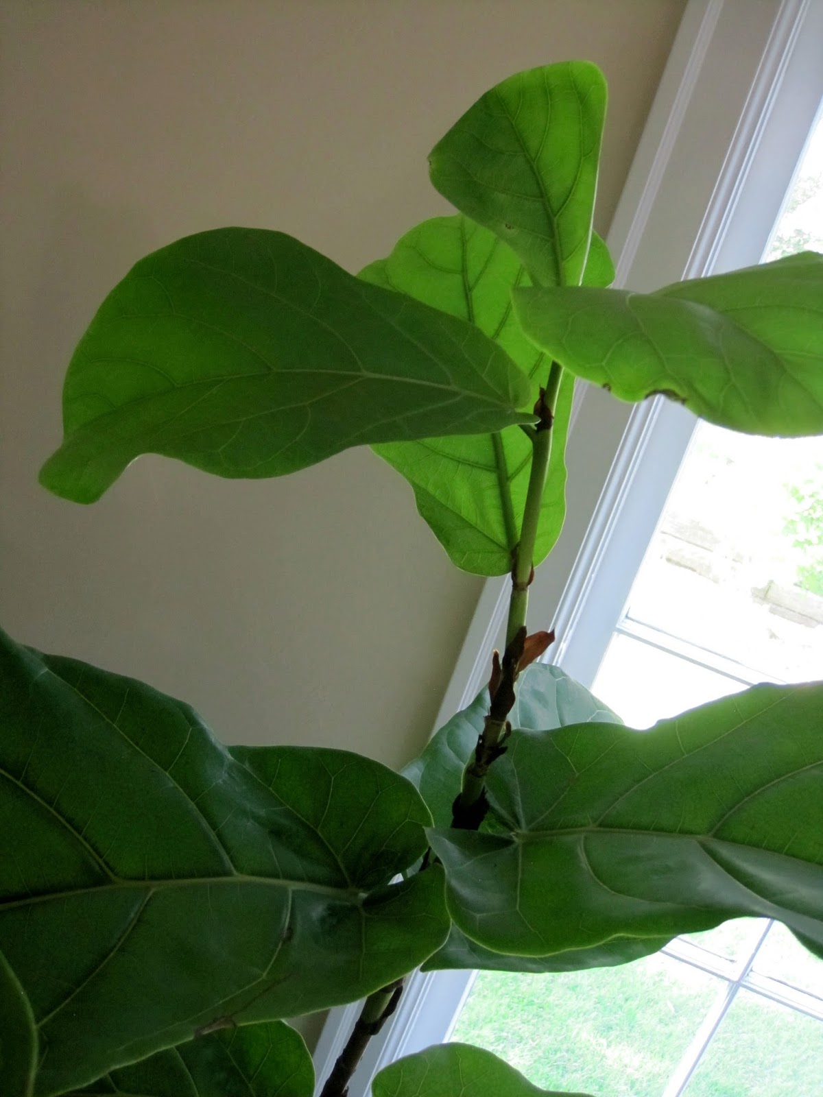 Simple Details help for my fiddle leaf fig...