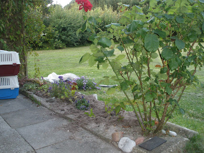 Lones haveliv: juli 2011