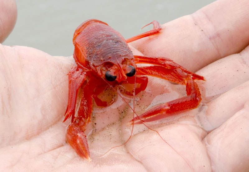 The Wayward Hawaiian Tuna Crabs Invade Ocean Beach