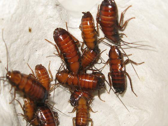 Bed bug pest control las vegas
