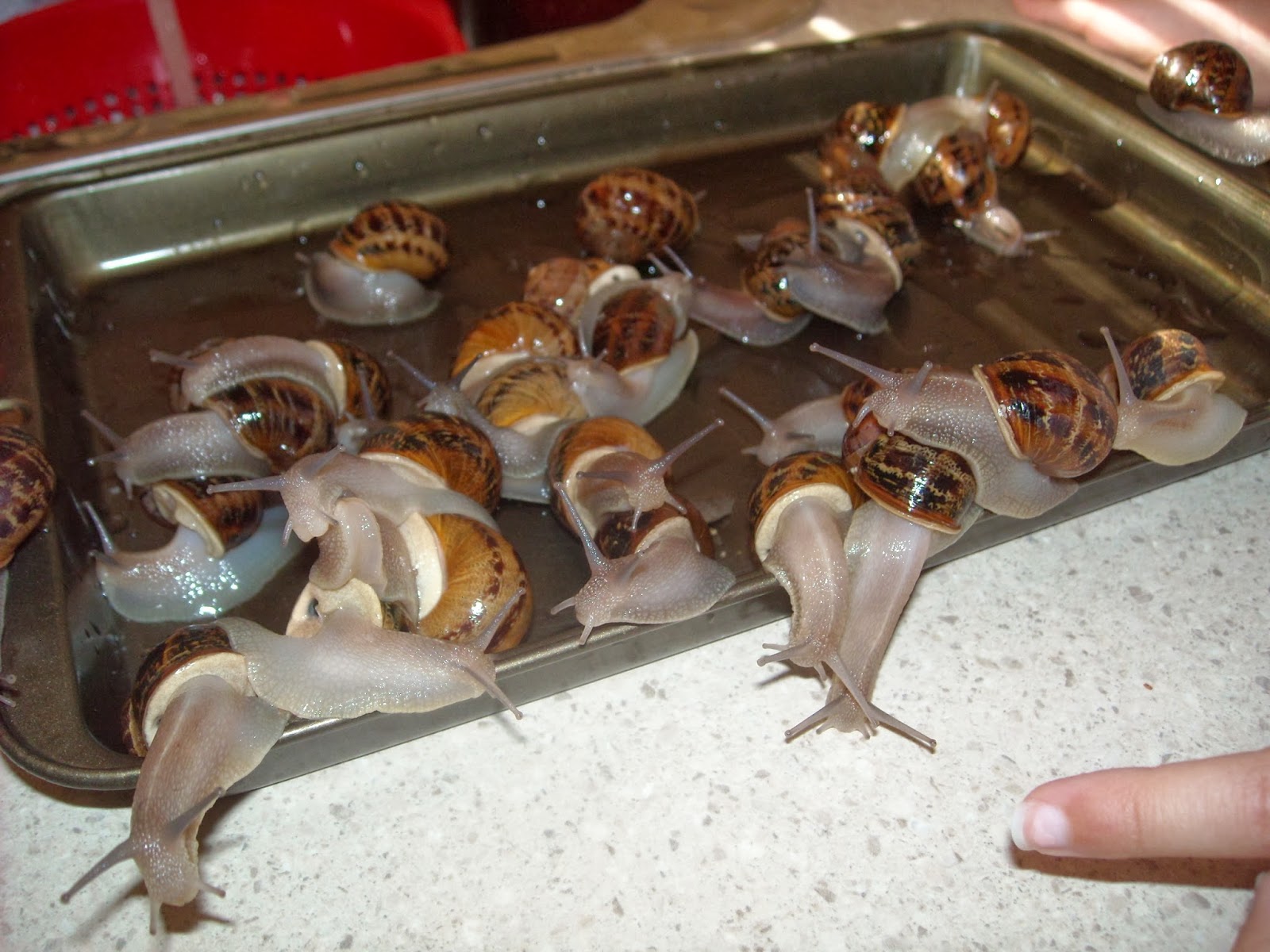 Zucchini Island Organic snail control