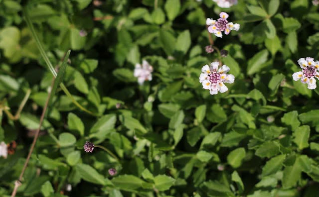 Phyla Canescens Flowers Pictures Phyla Canescens Flowers Pictures