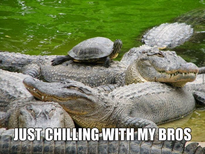 30 Funny animal captions, animal pictures with funny captions, funny caption