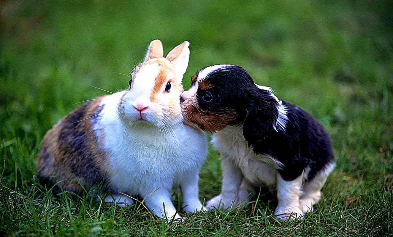 Wallpapers For gt Bunny Wallpaper For Walls Wallpapers For gt Bunny Wallpaper For Walls