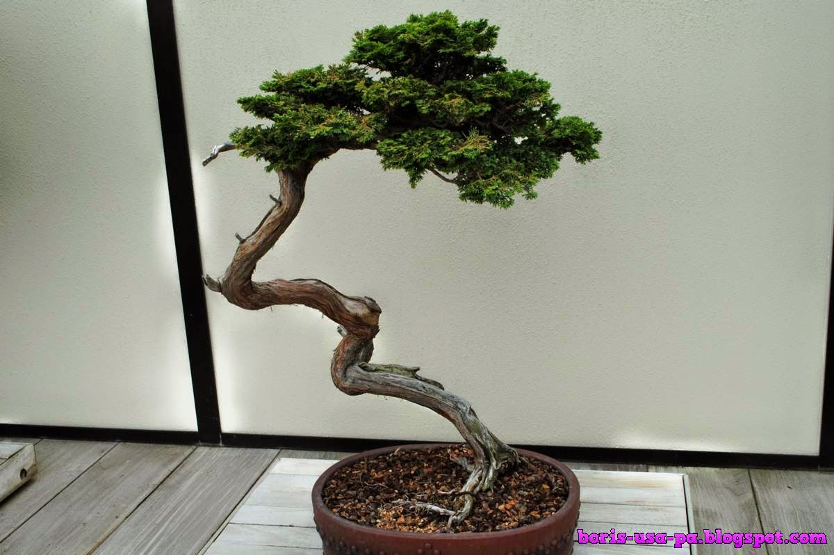 Bonsai Longwood Garden Collection Travel From Philadelphia Bonsai Longwood Garden Collection Travel From Philadelphia