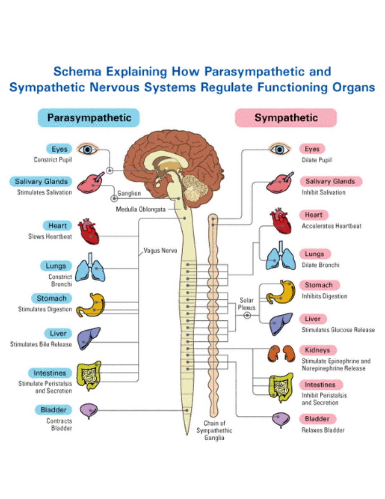 nancy samotis restorative yoga a bit of science before we sympathetic vs parasympathetic chart