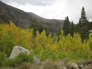 Yellow aspens in the rain near base of Tyee Lakes Trail, Inyo National Forest, California