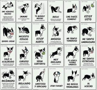 Lenguaje de los animales frente a lenguaje humano.: II TIPOS DE COMUNICACIÓN  ANIMAL