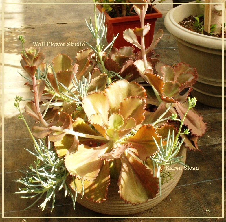 garden design ideas with stones Container succulent gardens | 781 x 768