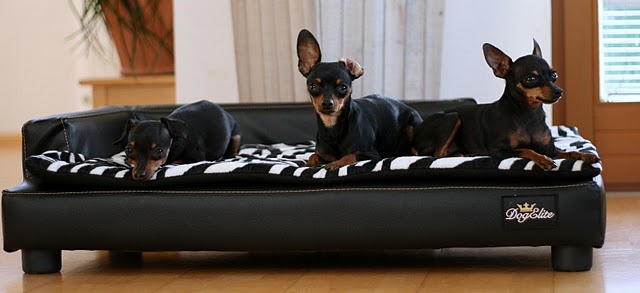 Hundezubehör für kleine und große Hunde fashion and lifestyle for