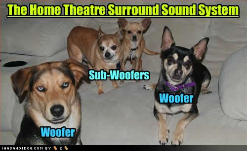 funny-dog-pictures-surround-sound.jpg