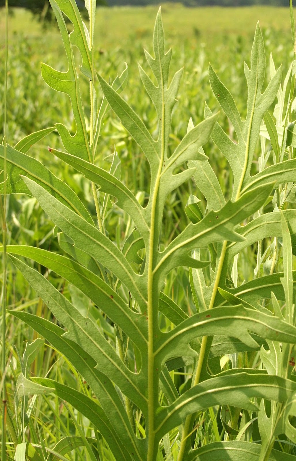 Compass Plant