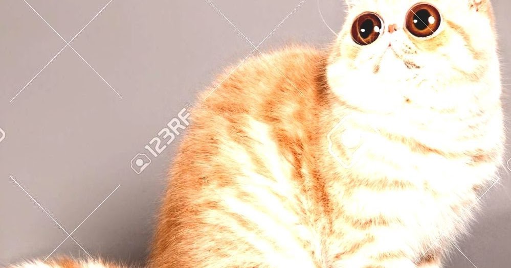 My Reference Exotic Shorthair Persian Shorthair Cat