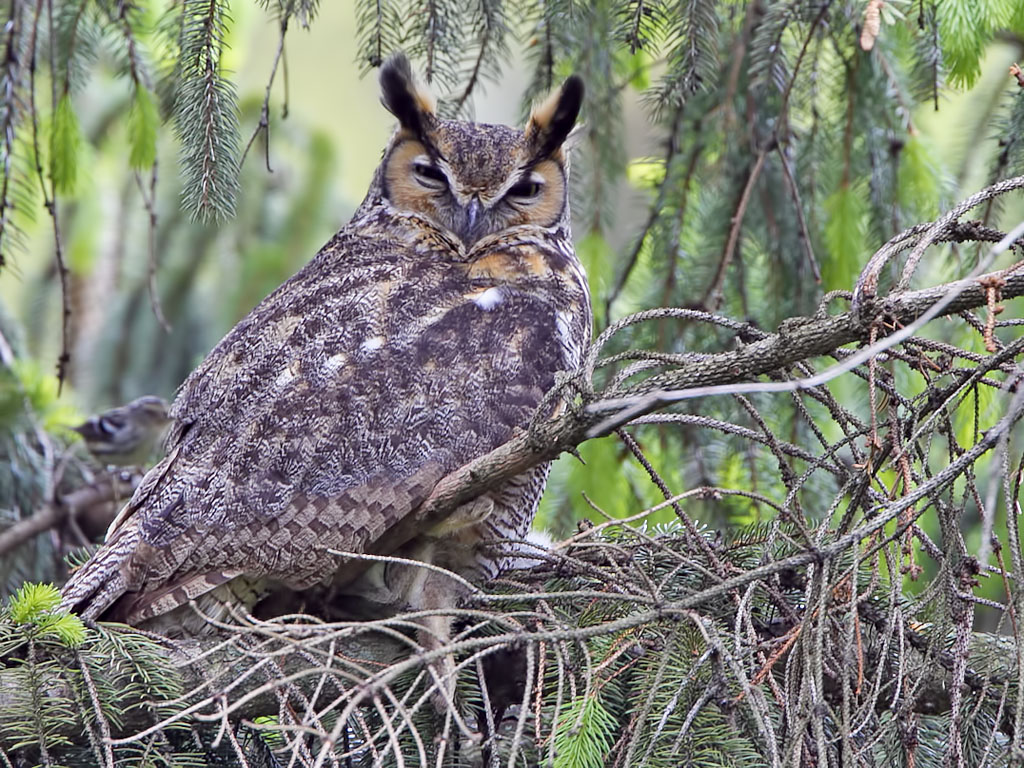 Owls & Others of Essex, MA Great Horned Owls Mt Auburn Cemetery