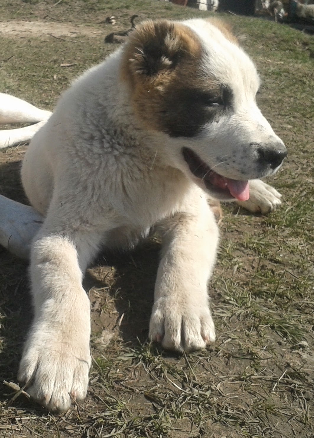 Download Alabai Puppy Price Gif