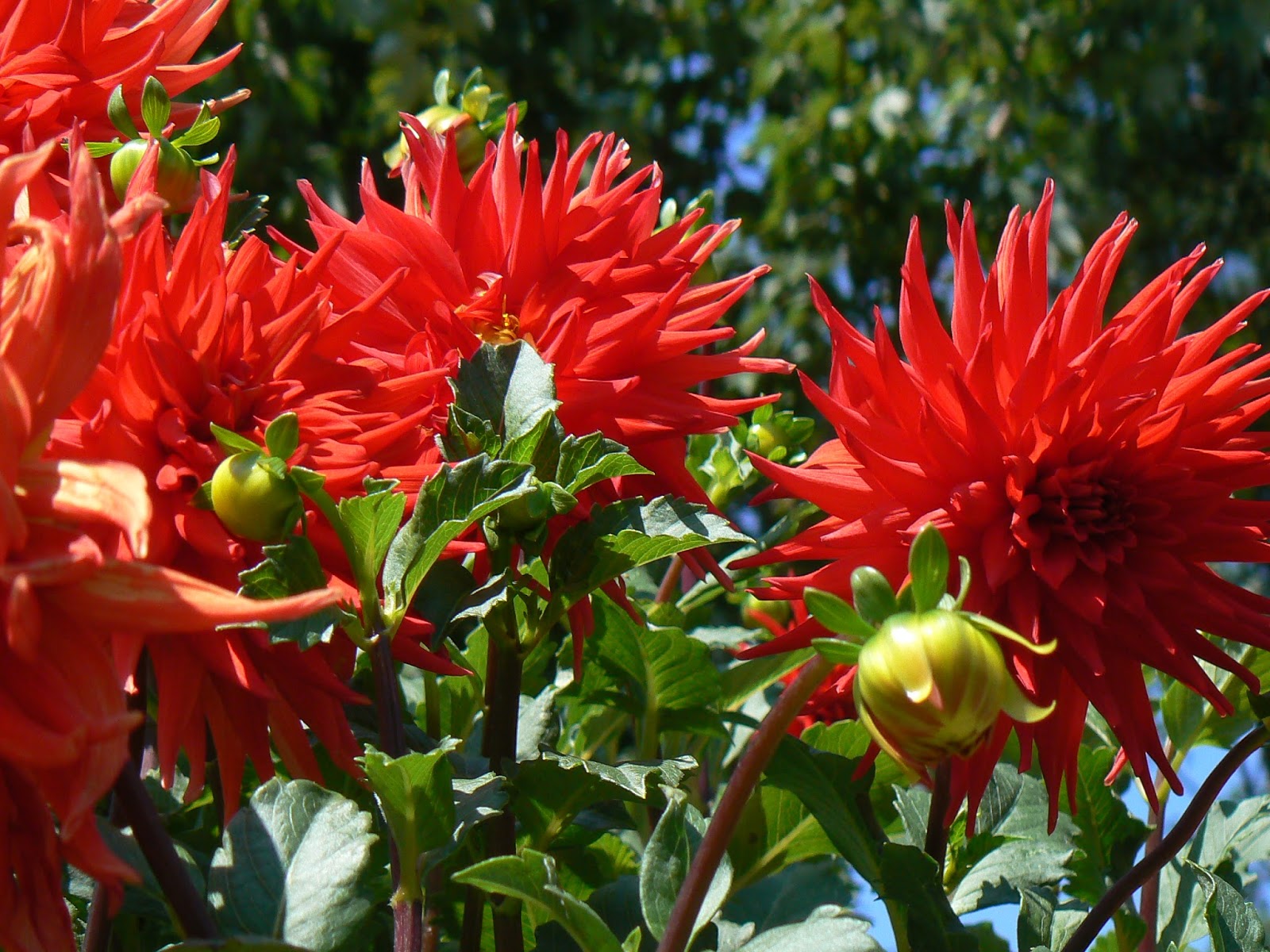 Hydrangea Paniculata Magical Candle Plants Nouveau Hydrangea