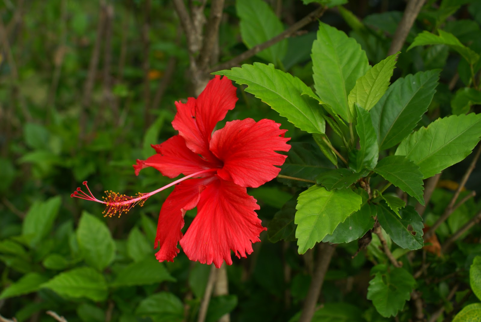 Ιβίσκος Hibiscus ΦΥΤΟΓΝΩΣΕΙΣ