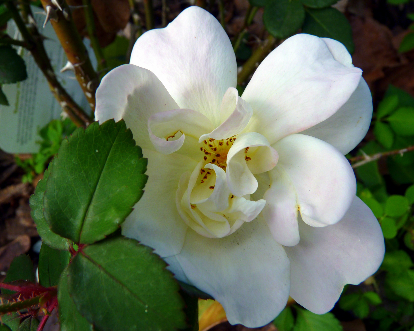 This makes Knock Out Roses a