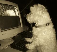 Funny Puppies ~ Wallpaper & Pictures