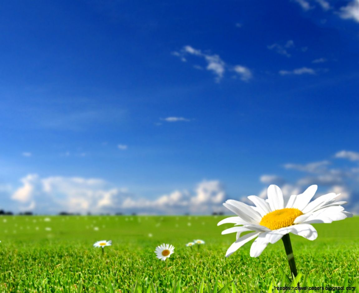 1280x1024 Summer camomile Wallpaper 1280x1024 Summer camomile Wallpaper