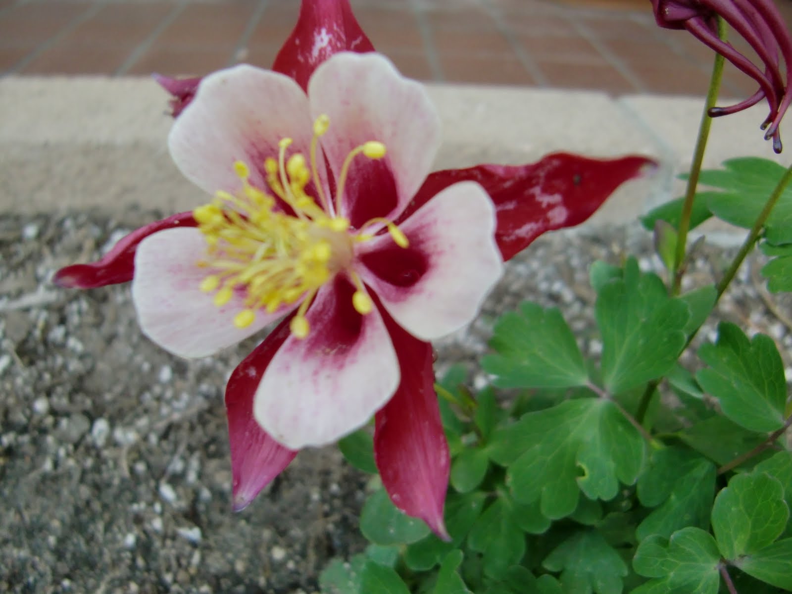 シネりん 映画から広がる世界 一輪の花で知識が広がる