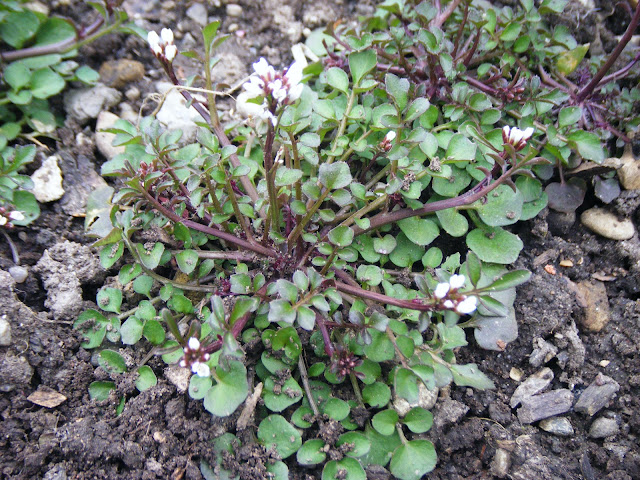 Wildkräuter aus dem Garten 1
